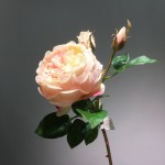 Hoa hồng Anh mã hàng HL063