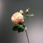 Hoa hồng Anh mã hàng HL063
