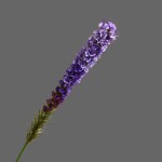 Cành hoa Lubing mã hàng HL073