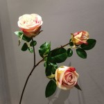 Hoa hồng công chúa ba đầu mã hàng HL078