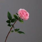 Hoa hồng đơn mã hàng HL082