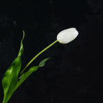 Cành hoa tuylip mã hàng HL137