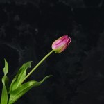 Cành hoa tuylip mã hàng HL137