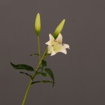 Hoa Lily mã hàng HL150