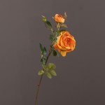 Hoa hồng Hoàng gia Anh mã hàng HL159