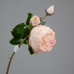 Hoa hồng Anh mã hàng HL164