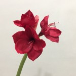 Hoa Amaryllis mã hàng HL166