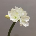 Hoa Amaryllis mã hàng HL166