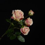 Cành hồng Bellamy Rose mã hàng HL174
