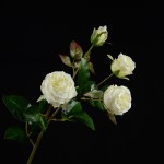 Cành bông hồng Anh mã hàng HL181