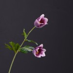 Cành hoa  tuylip Pulsatilla mã hàng HL210