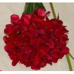 Hoa cẩm tú cầu Pháp lụa cao cấp