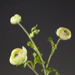 Cành hoa lụa - Hoa mao lương - Size H51